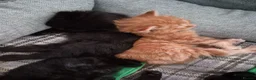 Mixed Breed cats for sale: 4 Beautiful Fluffy Kittens - Advert 10