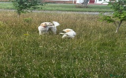Labradoodle dogs for sale: Miniature labradoodle puppy girl  - Image 5