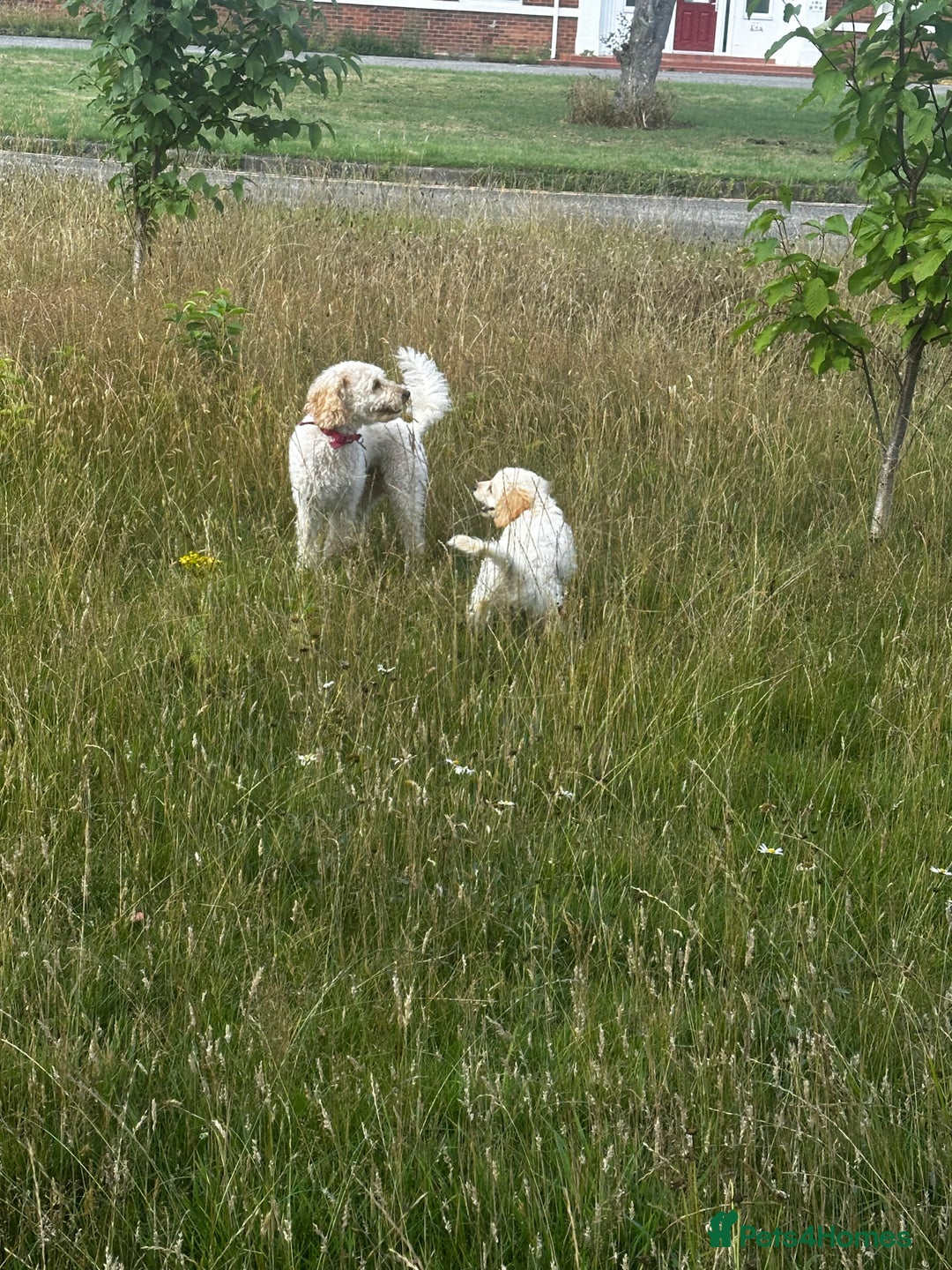 Labradoodle dogs for sale: Miniature labradoodle puppy girl  - Image 5