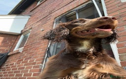 Cocker Spaniel dogs for stud: Buddy  in North Shields - Image 4