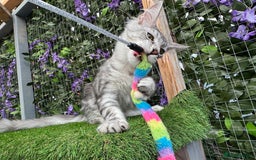 Maine Coon cats for sale: Russian bloodline Maine Coon Kittens 20+Gen! 🏆 - Image 30
