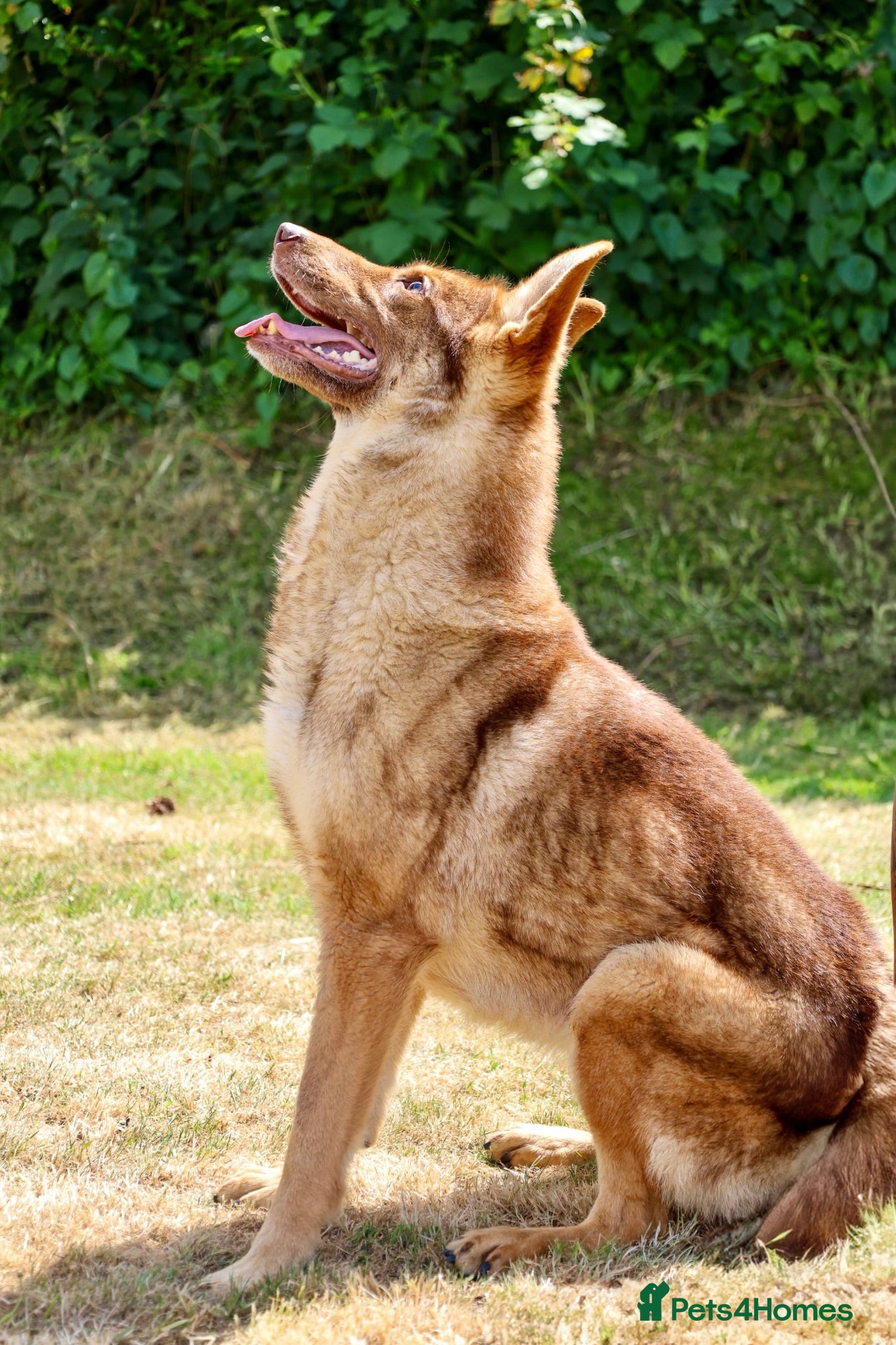 German Shepherd dogs 🍂 autumn our beautiful KC liver tan girl - Advert 2