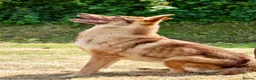 German Shepherd dogs for sale: 🍂 autumn our beautiful KC liver tan girl - Advert 2