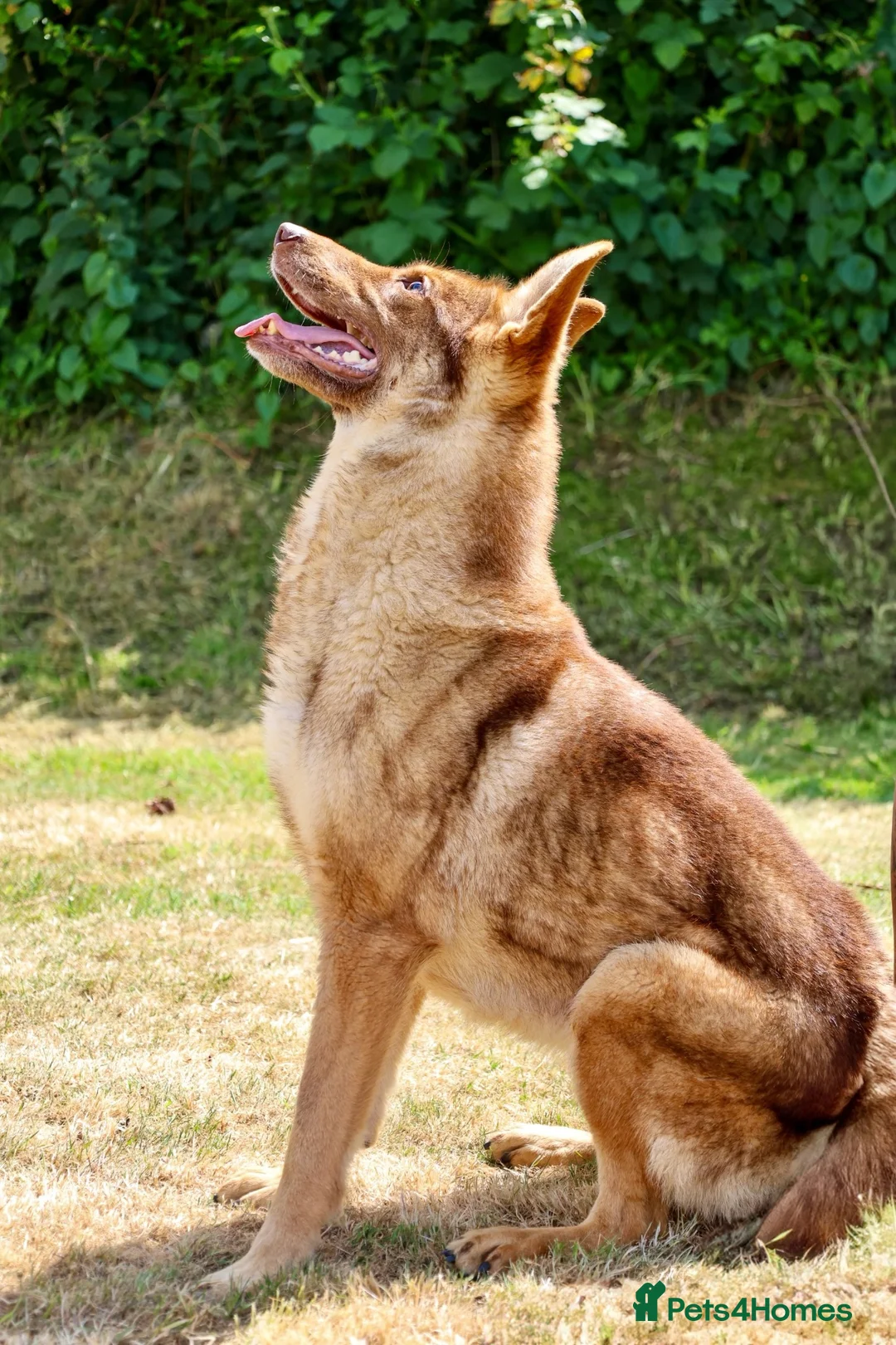 German Shepherd dogs for sale: 🍂 autumn our beautiful KC liver tan girl - Advert 2