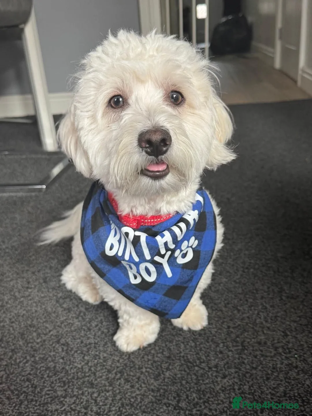 Maltese dogs for stud: Gucci - Advert 6