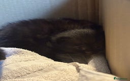British Longhair cats for sale: 5 beautiful kittens for sale - Image 9