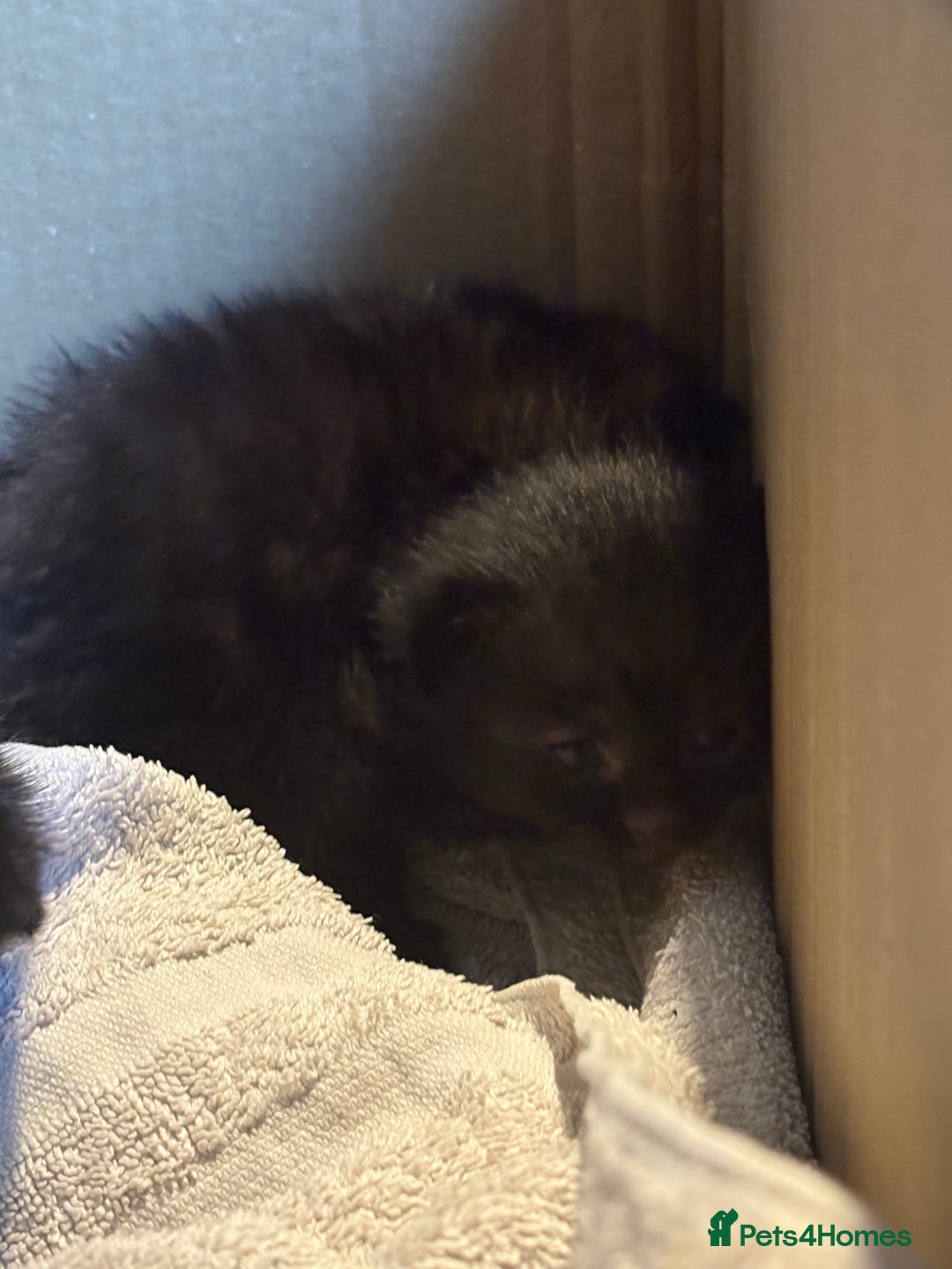 British Longhair cats for sale: 5 beautiful kittens for sale - Image 9