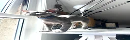 Devon Rex cats for sale: Our beautiful Devon Rex kittens are ready to move  - Advert 21