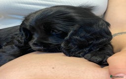 Sprocker dogs for sale: Beautiful Sprocker puppies HEALTH TESTED PARENTS - Image 26
