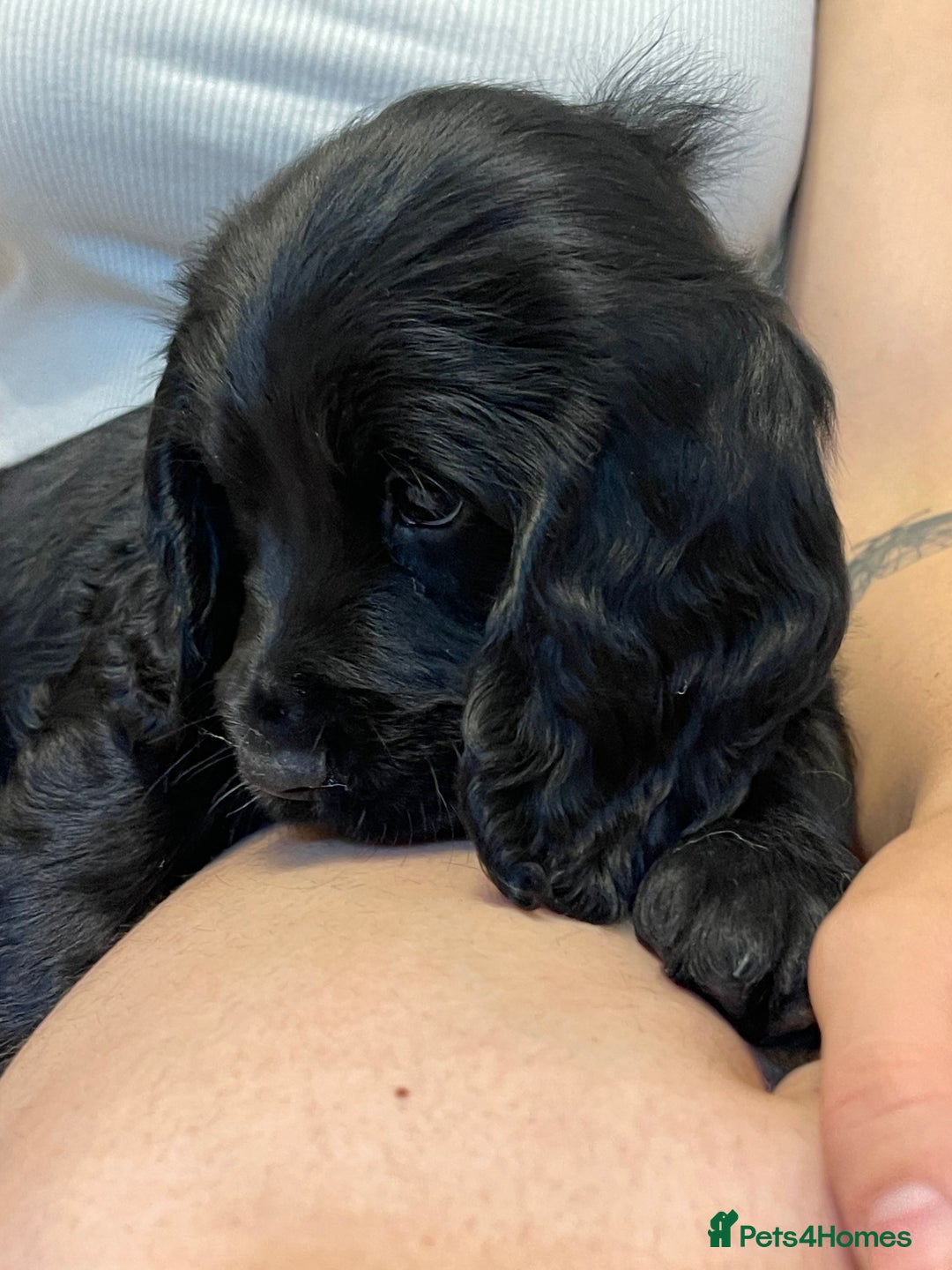 Sprocker dogs for sale: Beautiful Sprocker puppies HEALTH TESTED PARENTS - Image 26