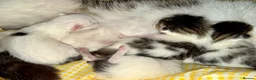 Mixed Breed cats for sale: Adorable Fluffy Kittens. Matilda’s 1st Litter 🐾 - Advert 3