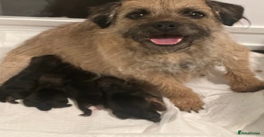Border Terrier dogs for sale in Spennymoor - Advert 1