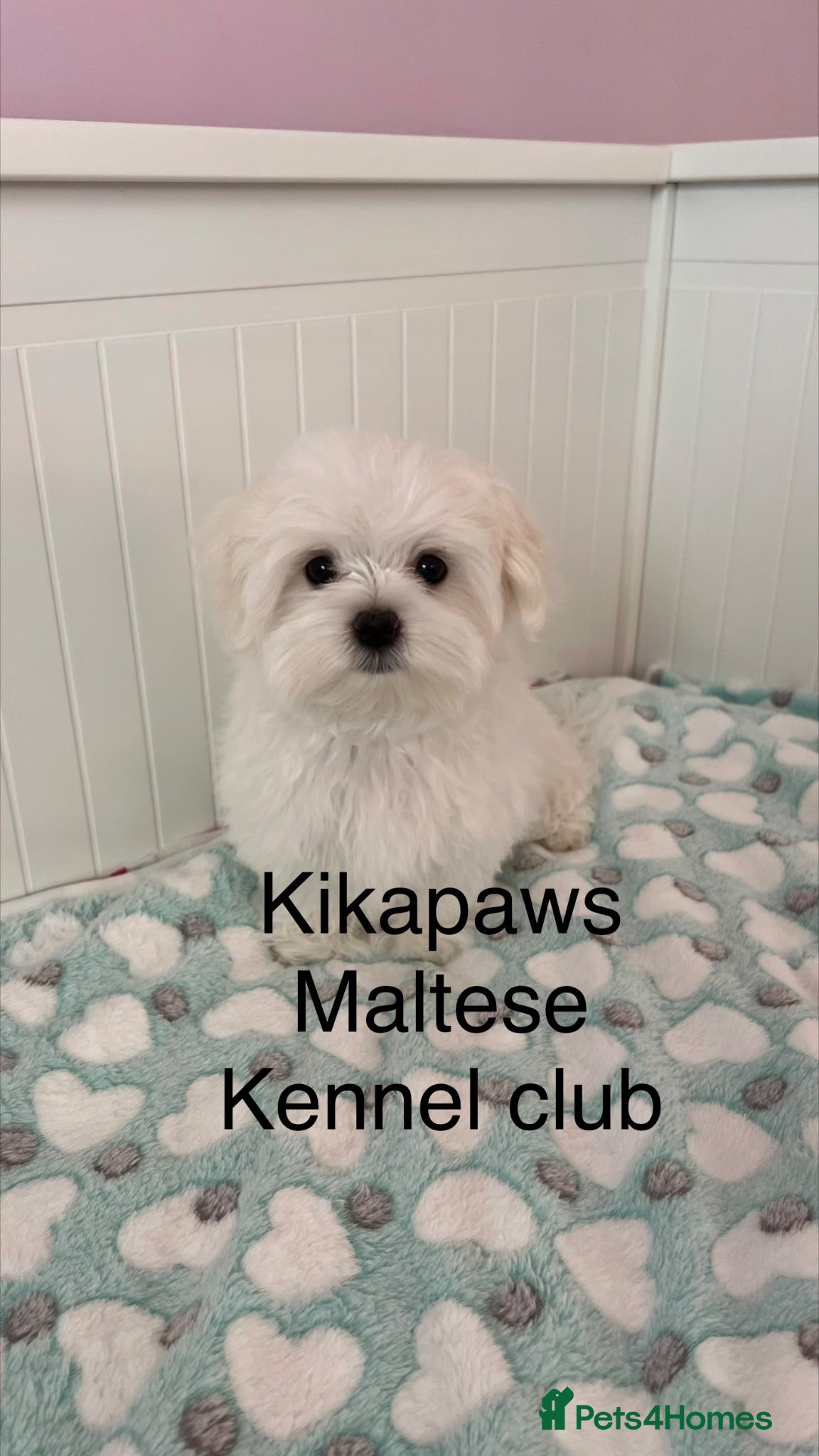 Maltese dogs READY😍 Puppies with 15 champions in bloodline🏆  - Advert 2