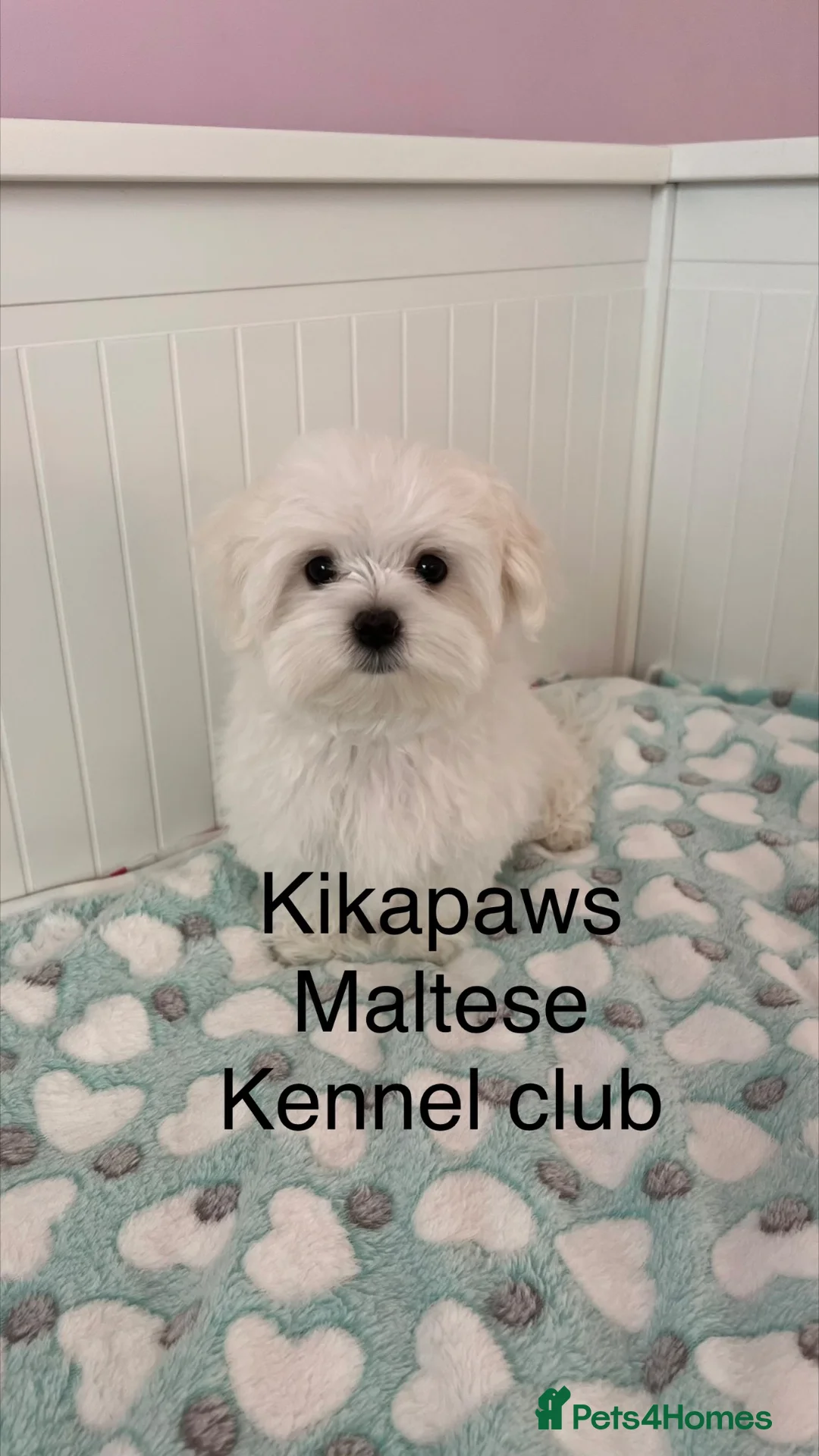 Maltese dogs for sale: READY😍 Puppies with 15 champions in bloodline🏆  - Advert 2