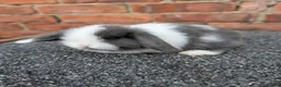 Mini Lop rabbits for sale: Mini lop babies and adults  - Advert 5