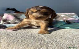Cocker Spaniel dogs for sale: Show Cocker Spaniel puppies - Image 6