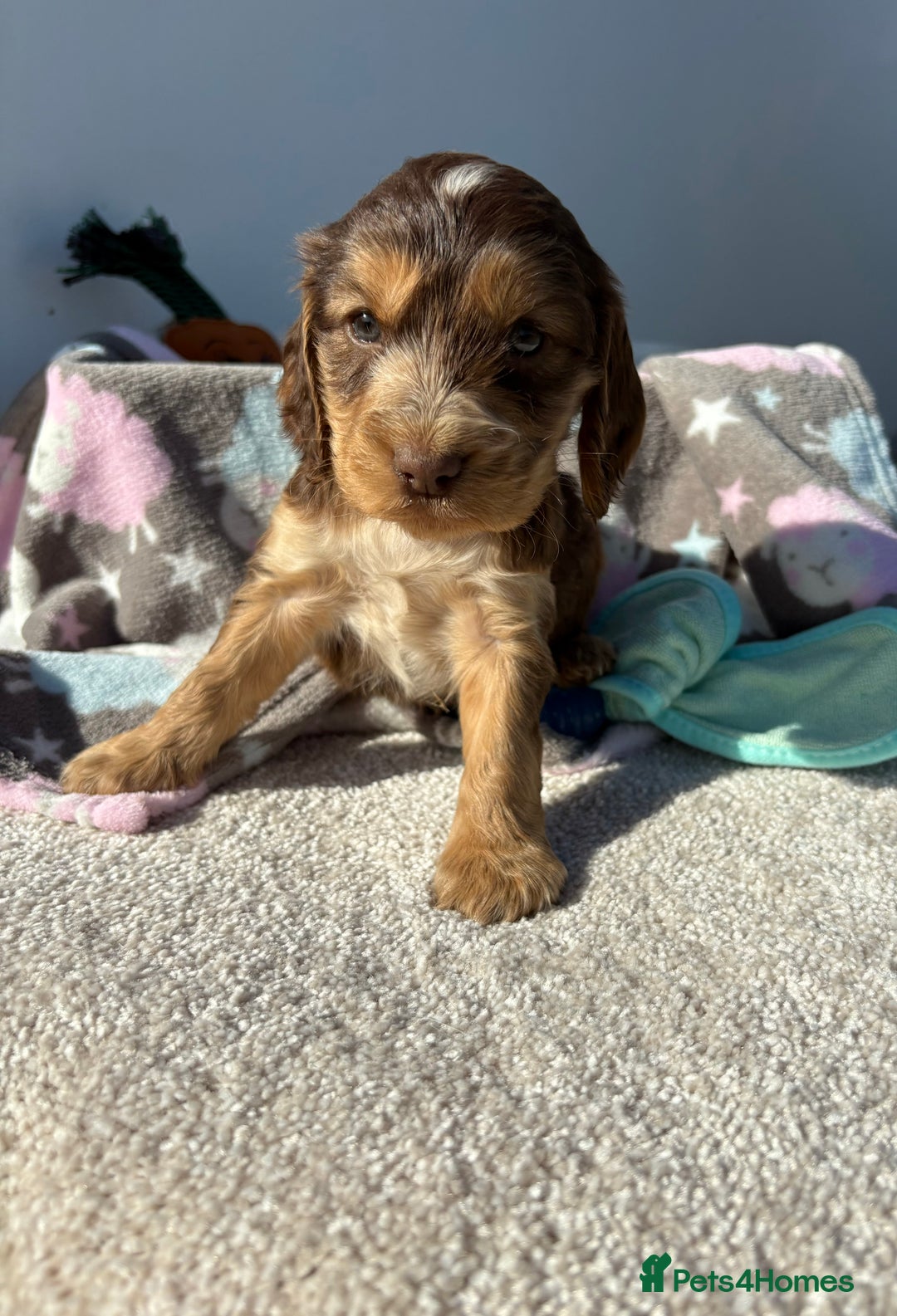 Cocker Spaniel dogs for sale: Show Cocker Spaniel puppies - Image 6