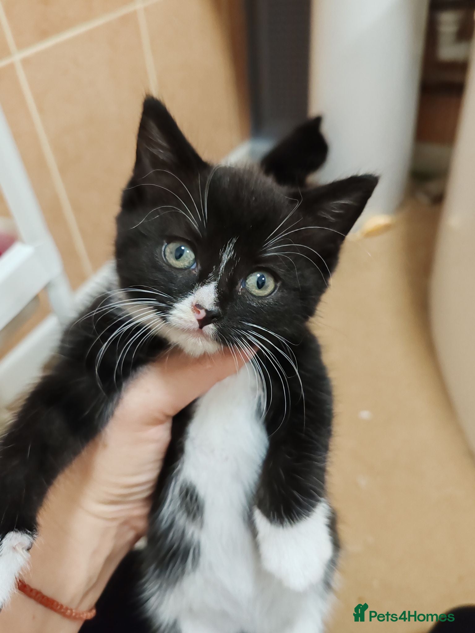 Mixed Breed cats Lovely crazy kittens - Advert 6