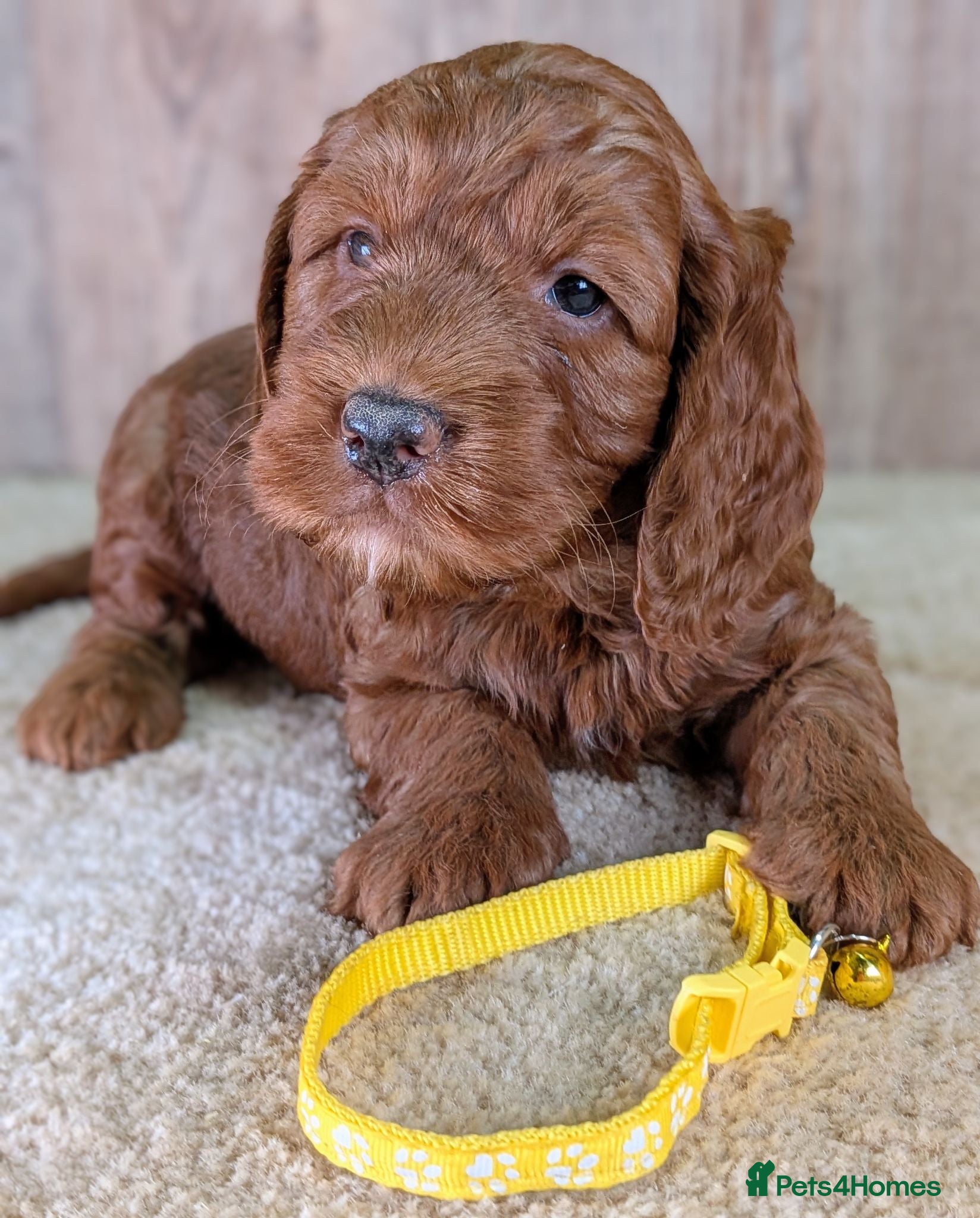 Cockapoo dogs Beautiful F1B Cockapoos - Advert 1