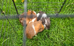 Guinea Pig rodents for sale: Male and female Guinea pigs - Image 2