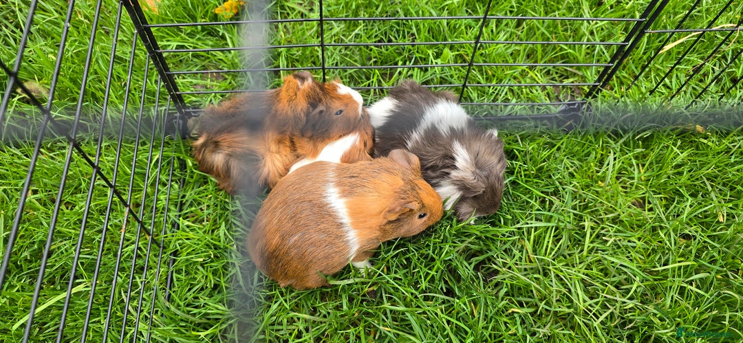 Guinea Pig rodents for sale: Male and female Guinea pigs - Image 2