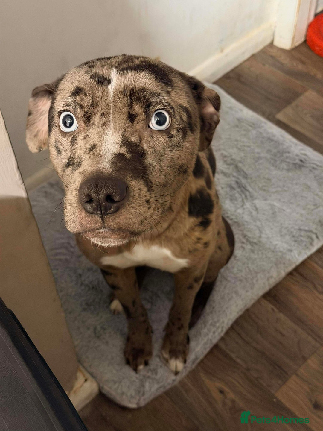 Mixed Breed dogs for sale: Mixed Breed merl Girl - Advert 2