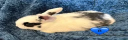 Mini Lop rabbits for sale: Pure bred mini lop bunnies - Advert 19