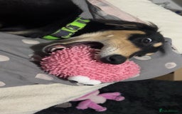 Saluki dogs for sale: Dookey the beautiful Saluki  - Image 5