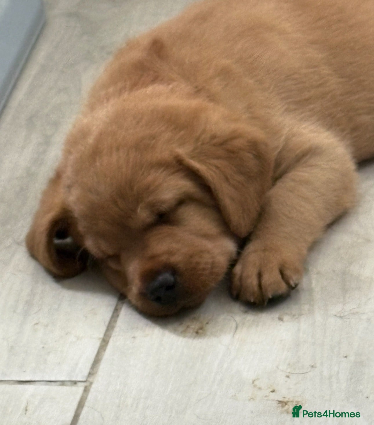 Labrador Retriever dogs Top quality chunky KC reg Labradors girls - Advert 10