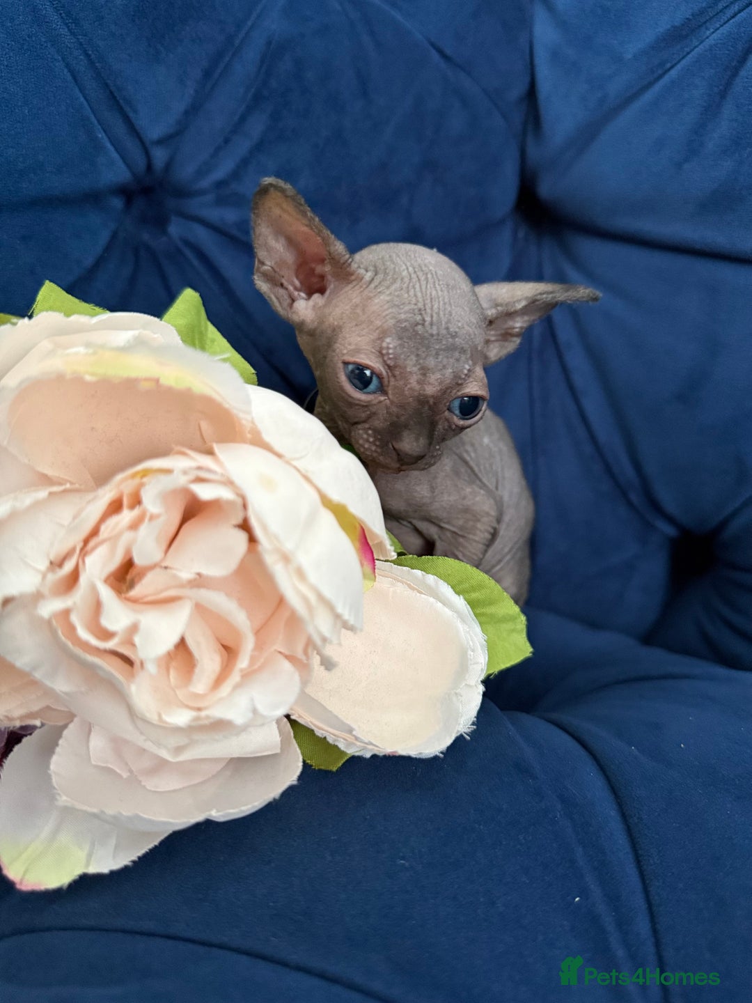 Sphynx cats for sale: TICA Adorable Kittens❤️Parents HCM Clear  - Image 13