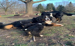 Bernese Mountain Dog dogs for sale: Bernese Mountain Puppies - Image 7