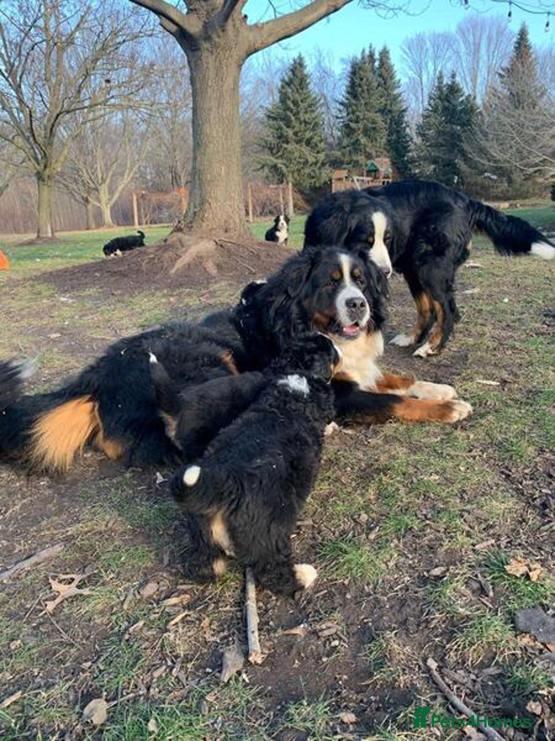 Bernese Mountain Dog dogs for sale: Bernese Mountain Puppies - Image 7
