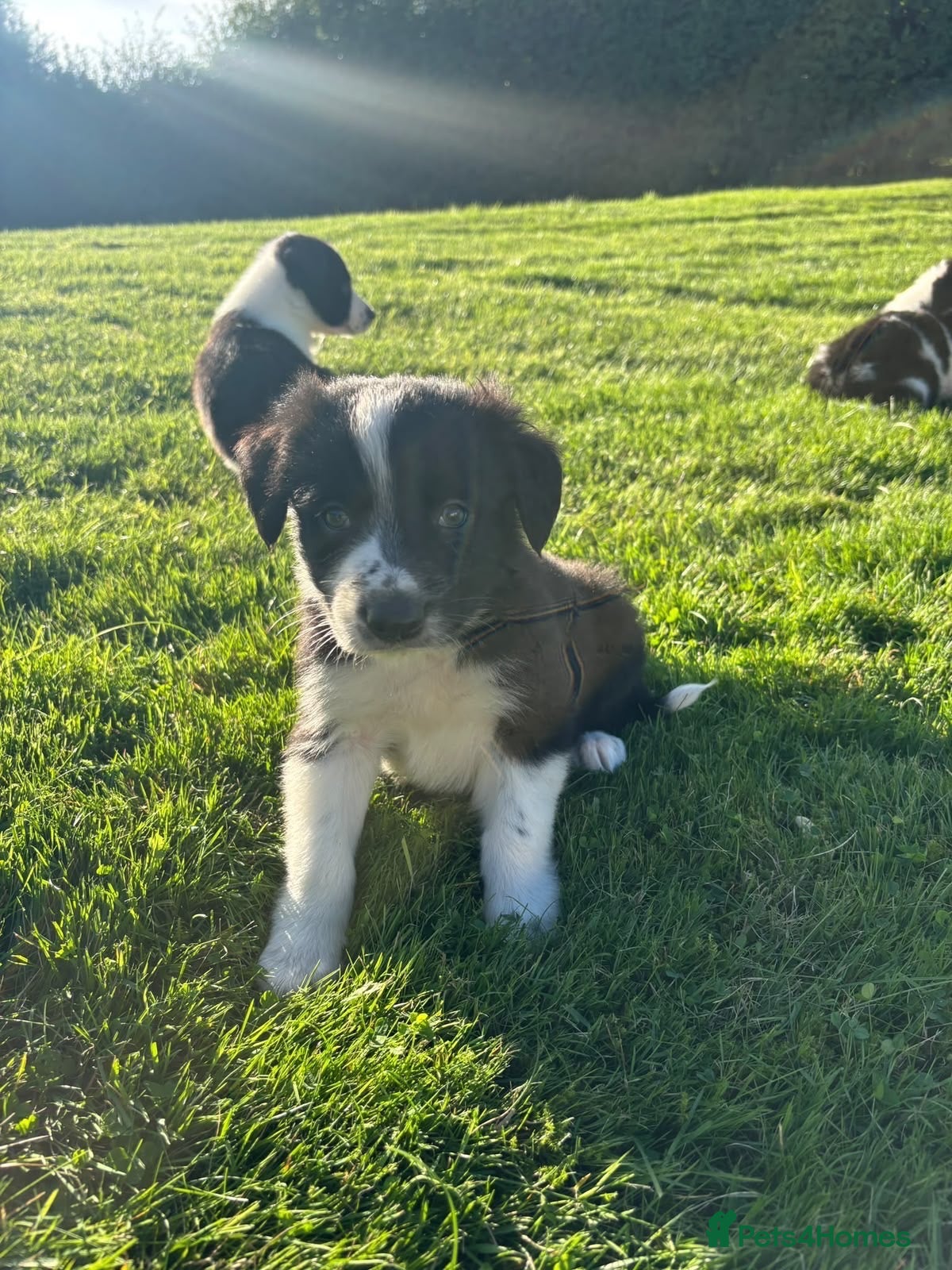 Border Collie dogs Last Puppy Remaining 💙💙💙  - Advert 10