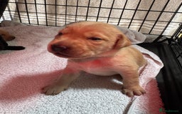 Labrador Retriever dogs for sale: KC registered Labrador Retriever puppies for sale - Image 3