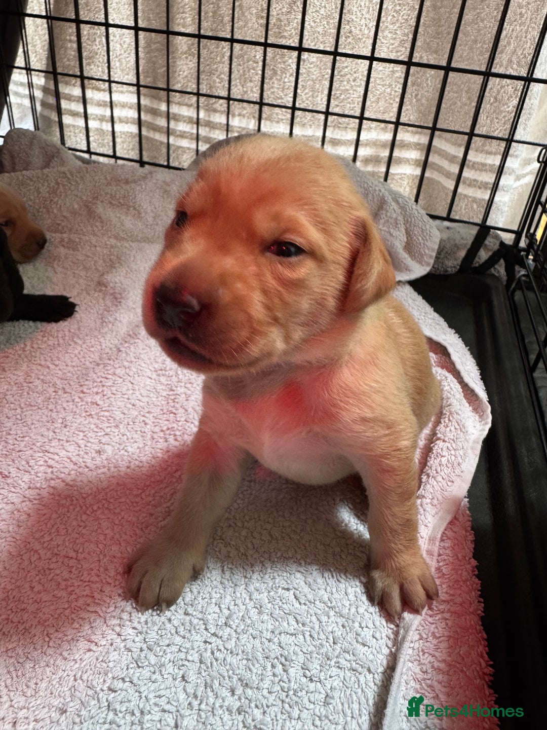 Labrador Retriever dogs for sale: KC registered Labrador Retriever puppies for sale - Image 3