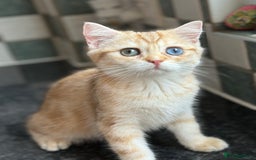 British Shorthair cats for sale: GCCF reg BSH Chocolate Golden Odd Eyes Last Male in London - Image 25