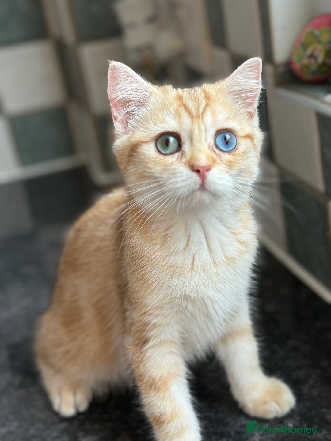 British Shorthair cats for sale: GCCF reg BSH Chocolate Golden Odd Eyes Last Male in London - Image 25