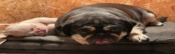 Pug dogs for sale: Pink champagne pug puppy - Advert 2