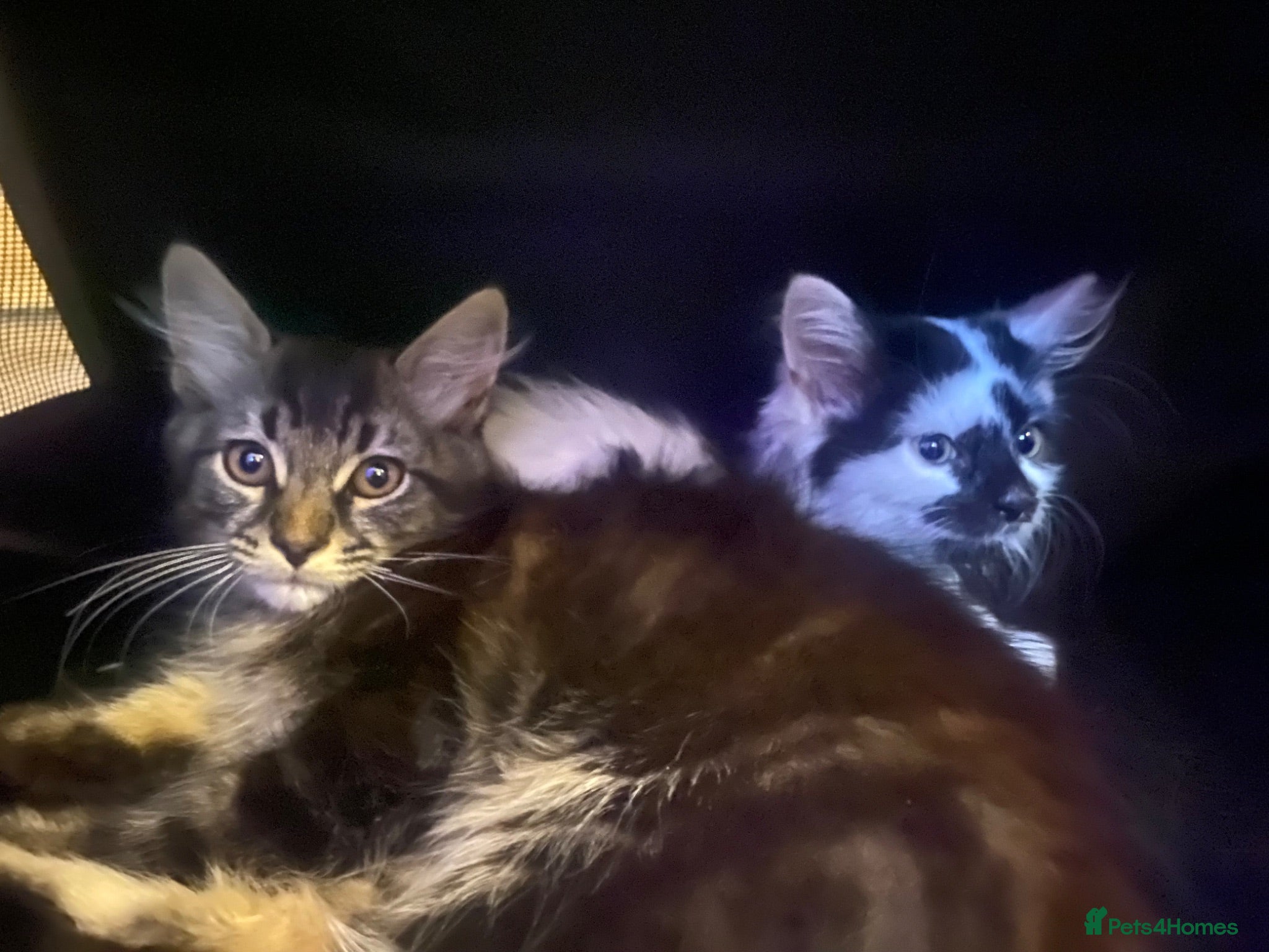 Mixed Breed cats 8 week old kittens for sale - Advert 1