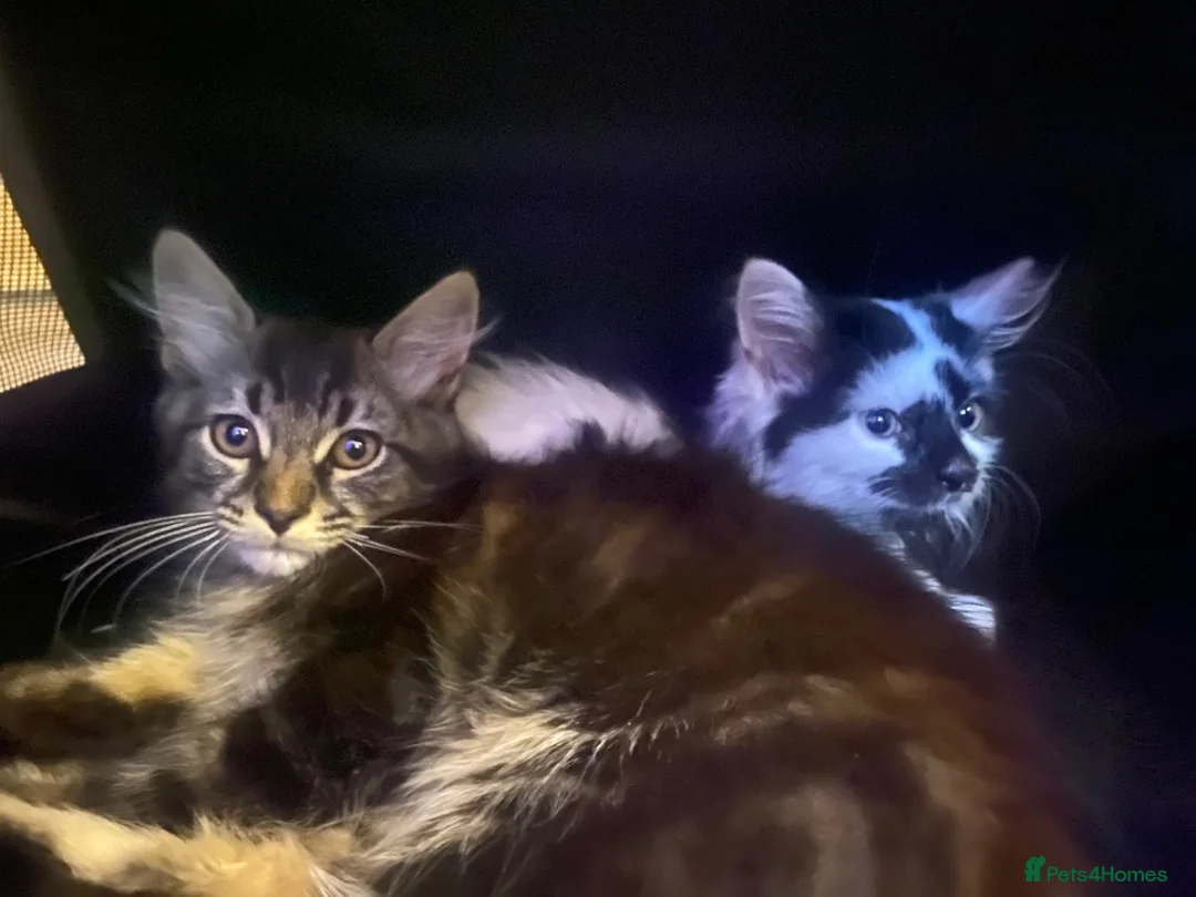 Mixed Breed cats for sale: 8 week old kittens for sale - Advert 1