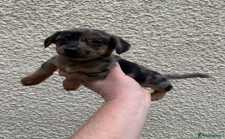 Jack Russell dogs - Advert 3
