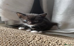 Mixed Breed cats for sale: Gorgeous kittens black and white - Image 16