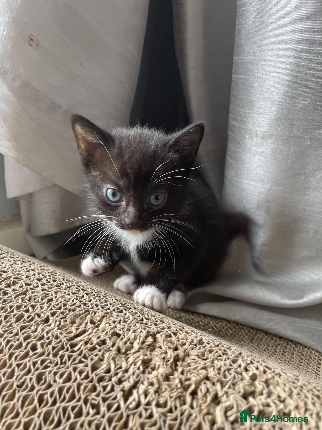 Mixed Breed cats for sale: Gorgeous kittens black and white - Image 16