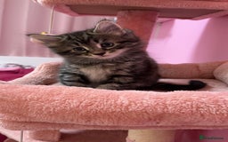 Mixed Breed cats for sale: Kittens looking for forever home - Image 3