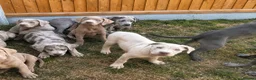 Cane Corso dogs for sale: Cane coral puppy’s ready now  - Advert 5
