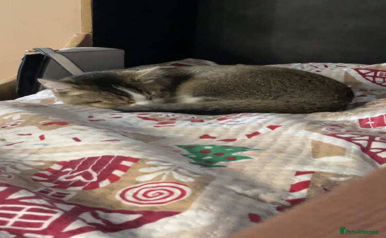 British Shorthair cats - Advert 6