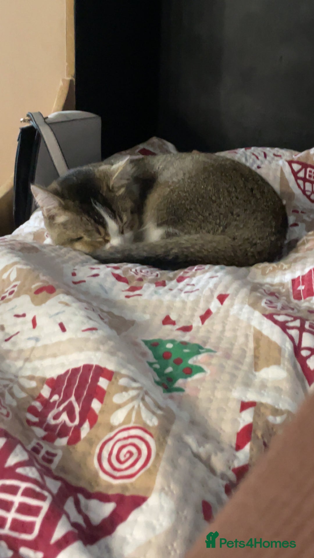 British Shorthair cats for sale: British short hair - Image 1