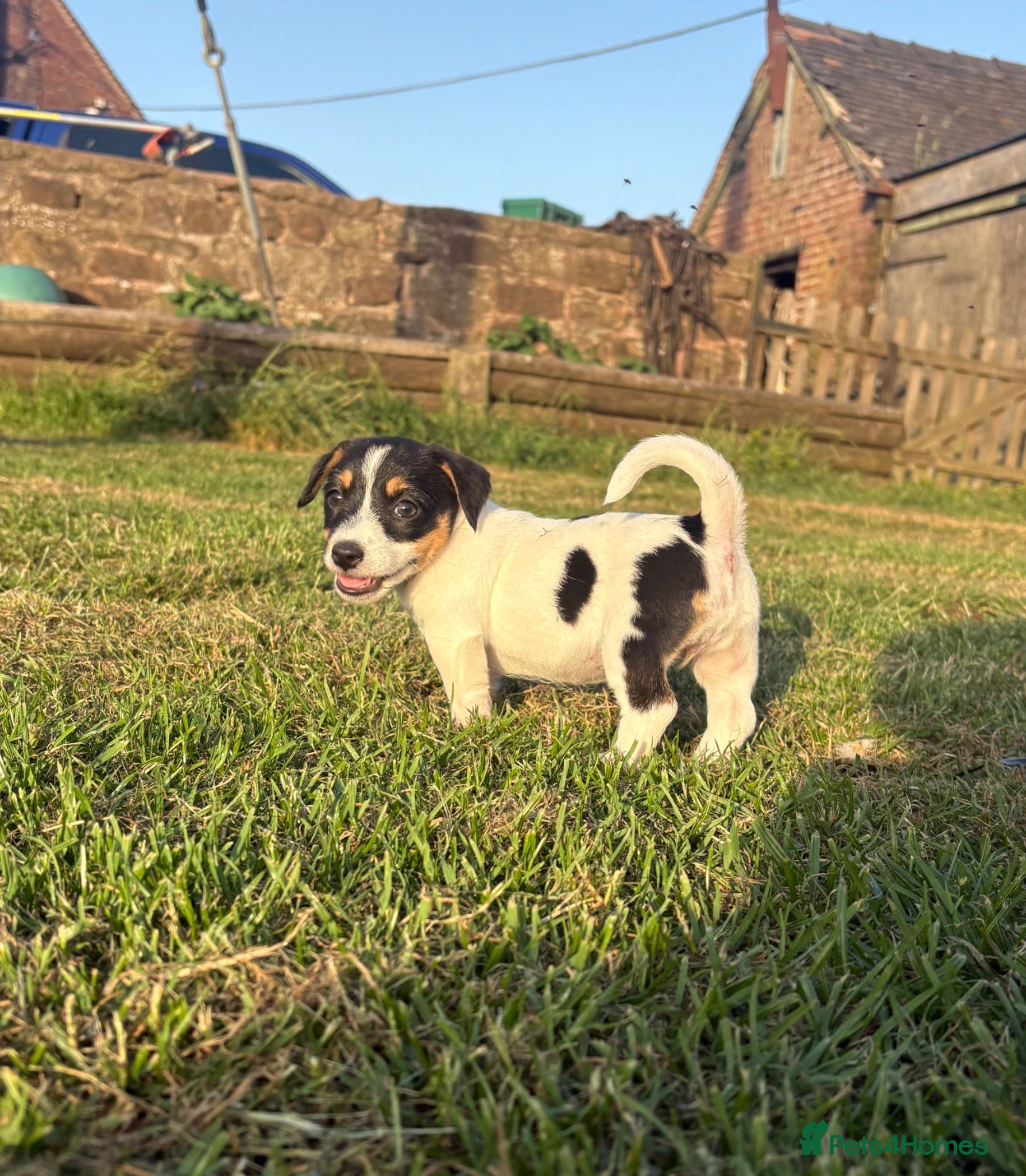Jack Russell dogs The cutest girl puppies  - Advert 12