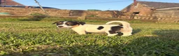 Jack Russell dogs for sale: The cutest girl puppies  - Advert 10
