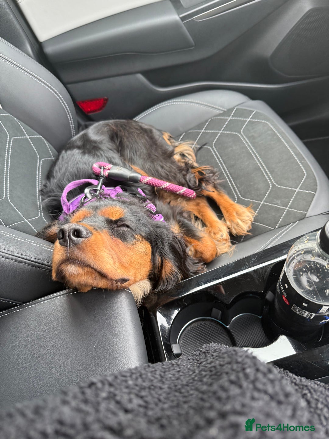 Cavalier King Charles Spaniel dogs for sale: Cavalier King Charles Spaniel Puppy - Image 9